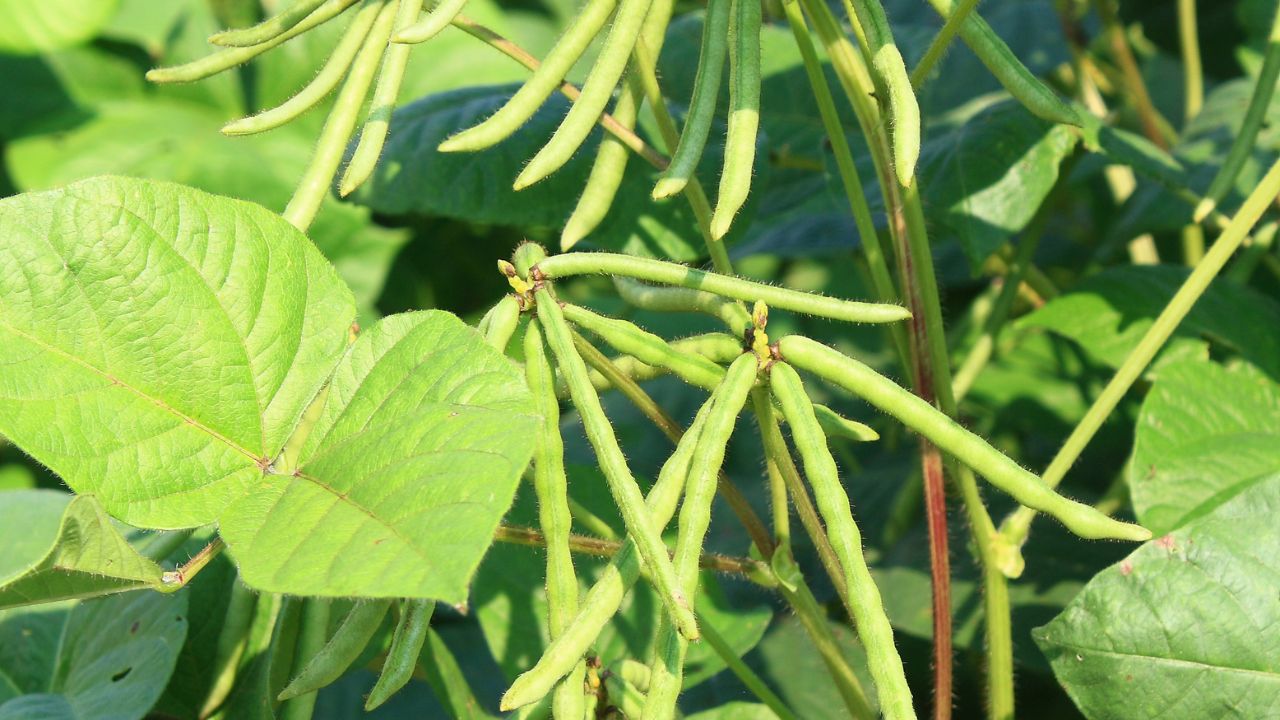 Mung Ki Kheti Moong Seed Treatment Before Sowing Organic Methods Trichoderma Benefits To Increase Crop Yield