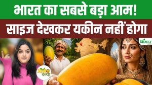 1000 रुपये में बिकता है एक पीस आम, आखिर क्या है इसकी खासियत.. लोग कहते हैं नूरजहां 1000 रुपये में बिकता है एक पीस आम, आखिर क्या है इसकी खासियत.. लोग कहते हैं नूरजहां