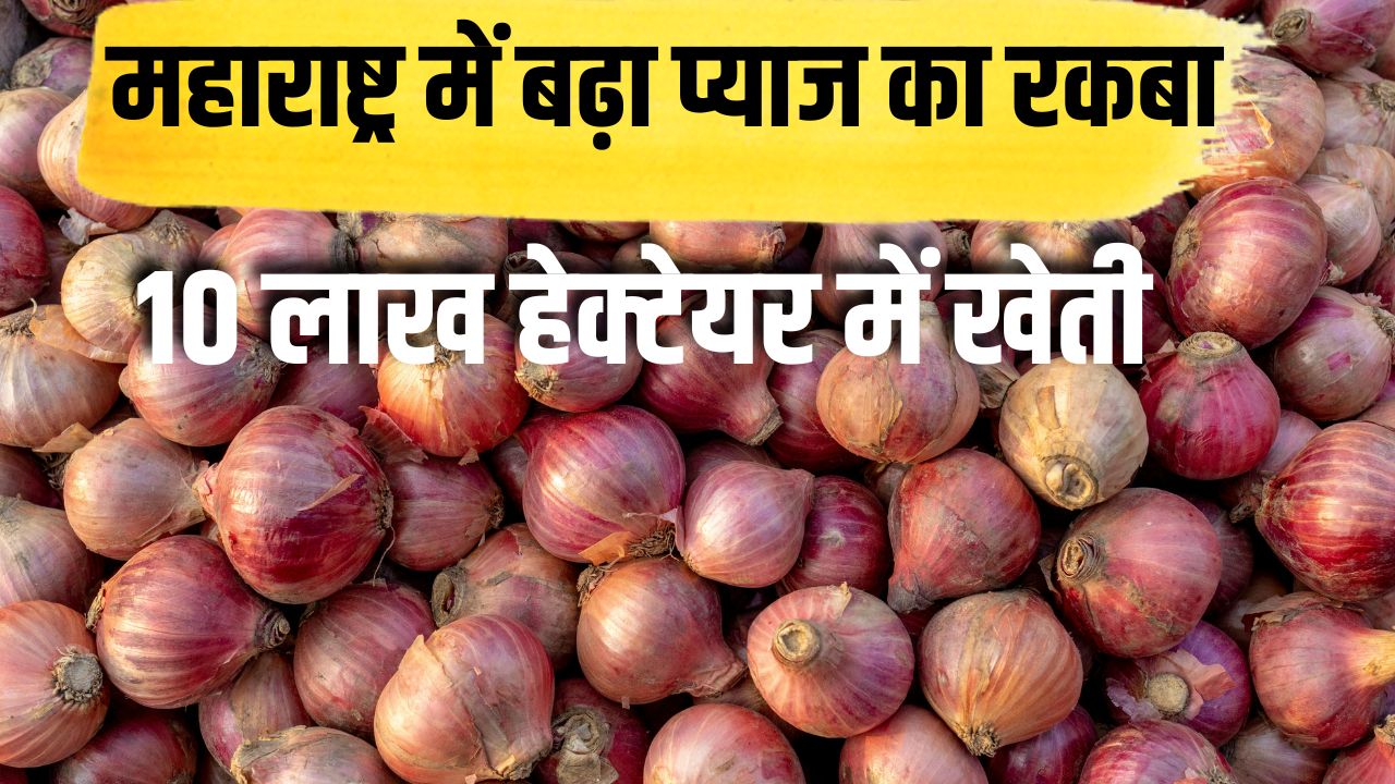 Maharashtra Onion Farmers Onion Latest Market Rate Onion Due To These Reasons Rs 1500 Quintal Help