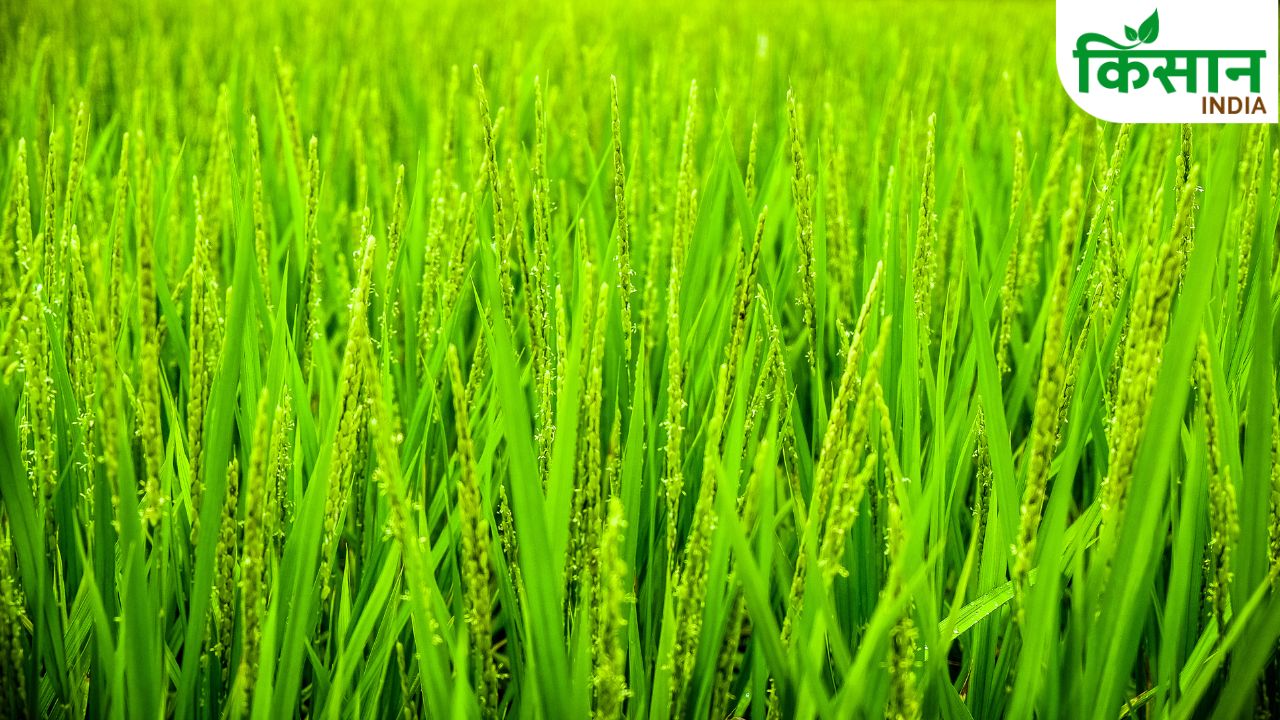 Paddy Seed Treatment With Salt Water Easy Farming Tips For Farmers