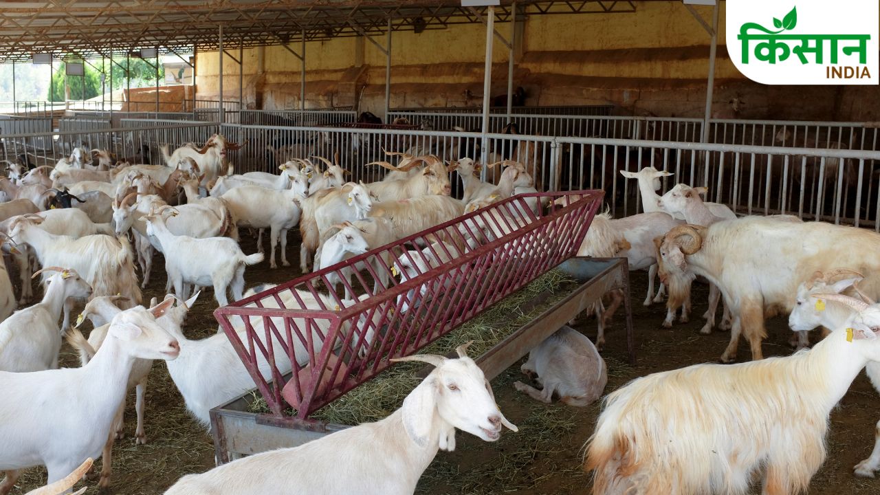 How To Increase Goat Weight And Profit With Regular Deworming Care