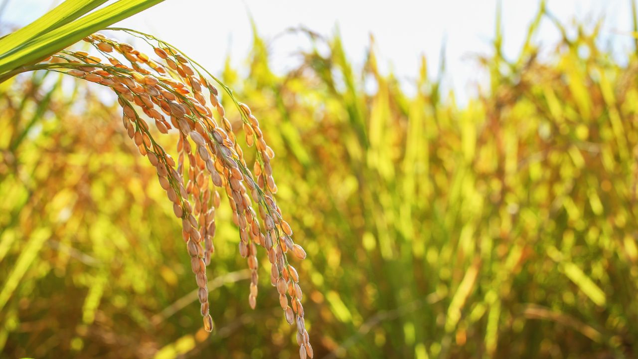 Kharif 2026 Dsr Rice Farming Subsidy On Direct Seeded Paddy Cultivation In Haryana