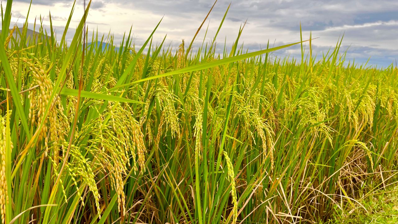 Punjab Dsr Technique Direct Seeded Rice Farming Water Saving Method Benefits For Farmers Groundwater Crisis Subsidy Details