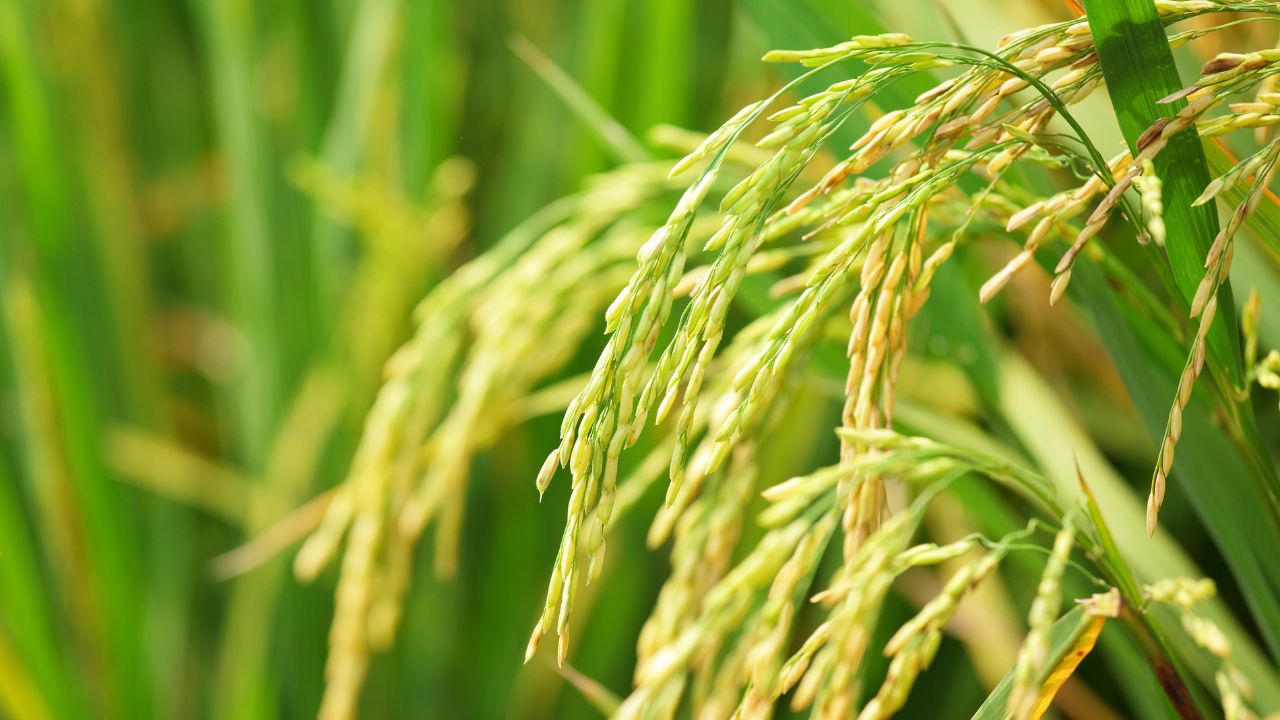Uttar Pradesh Kharif 2026 Agriculture Plan Direct Seeded Rice Technique El Nino Impact On Monsoon