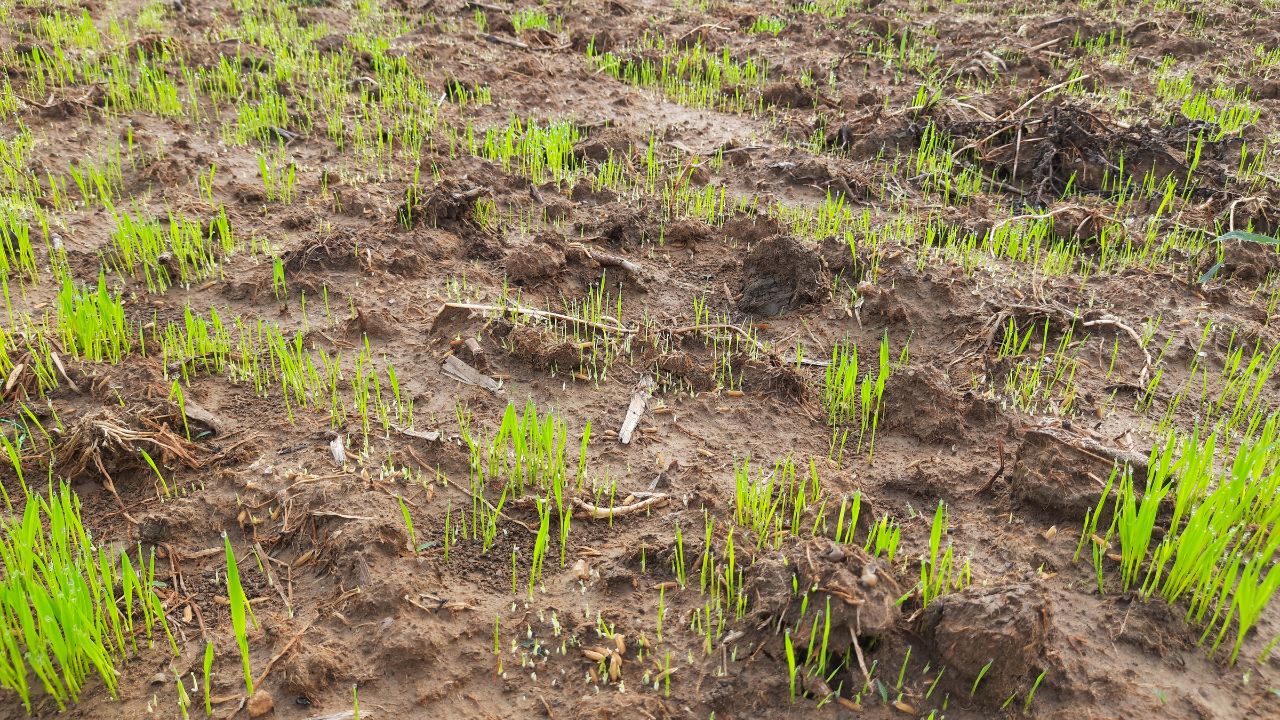 Rice Nursery Preparation Paddy Farming Tips Seed Treatment Methods Kharif Crop Guide Healthy Seedlings