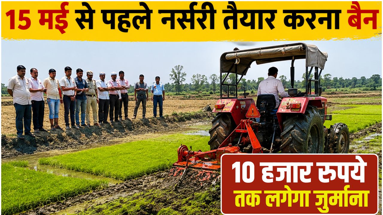 Haryana Karnal Paddy Farmers Administration Destroyed 12 Acre Paddy Nursery With A Tractor