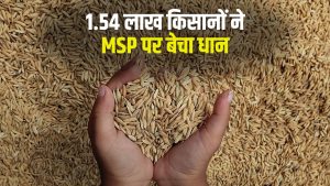 12 लाख टन से ज्यादा हुई धान की खरीदी, खातों में जारी किए गए 1129 करोड़ रुपये