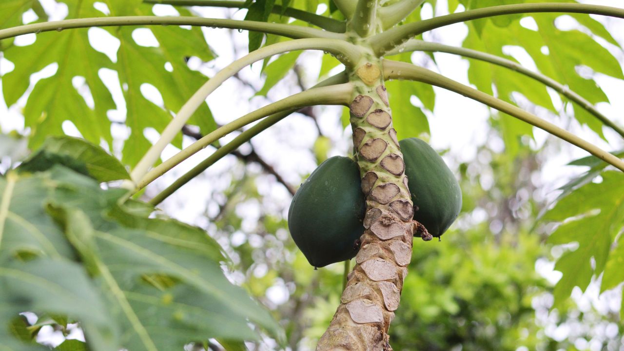 Papaya Farming In June July 12 Lakh Profit Per Acre With 1 Lakh Investment Papite Ki Kheti