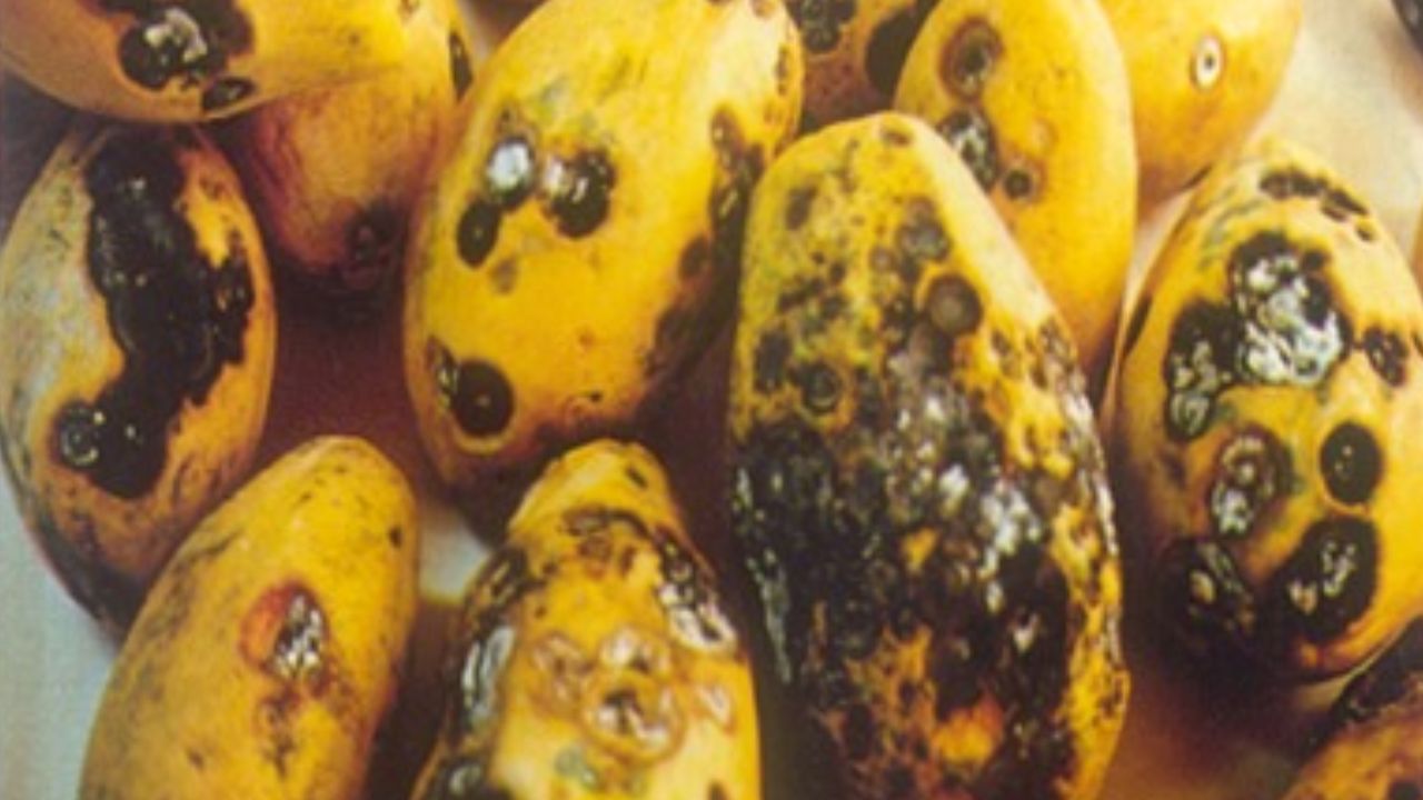 Papaya Anthracnose Disease Control Symptoms Prevention Fungicide Spray Guide Papite Ki Kheti
