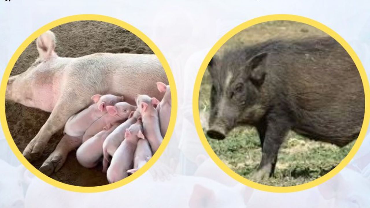 Bihar Classical Swine Fever Vaccination Campaign 2026 Free Pig Vaccination Drive Animal Husbandry Department
