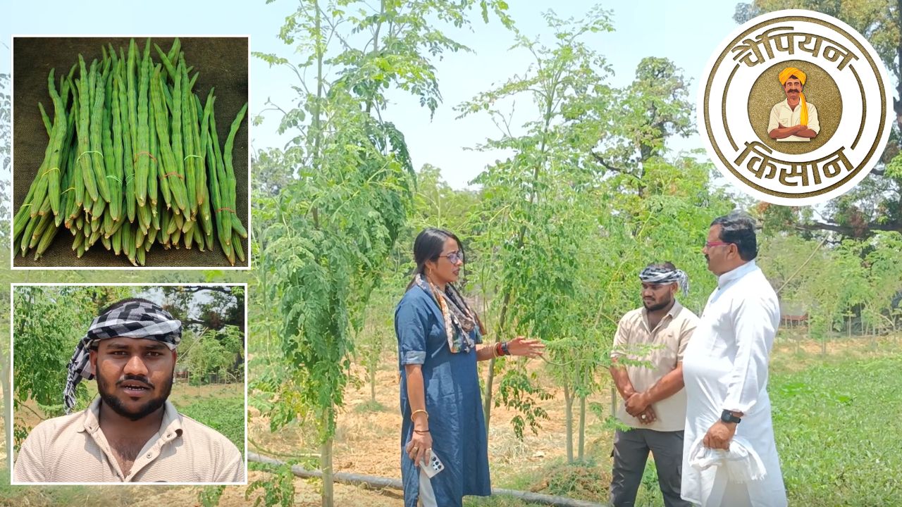 Young Farmer Deepanshu Sande Janjgir Chhattishgarh Plants Moringa Superfood On Barren Land Earnings Soar Into The Lakhs