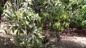 वैज्ञानिक विधि से 11 एकड़ में आम की 15 किस्में लगाईं, युवा किसानों को 5 लाख का सीधा मुनाफा वैज्ञानिक विधि से 11 एकड़ में आम की 15 किस्में लगाईं, युवा किसानों को 5 लाख का सीधा मुनाफा