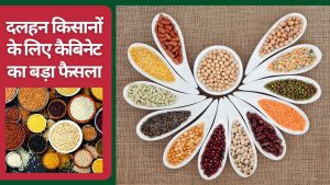 दलहन किसानों के लिए बड़ी सौगात, कैबिनेट ने 2442 करोड़ रुपये खर्च को मंजूरी दी