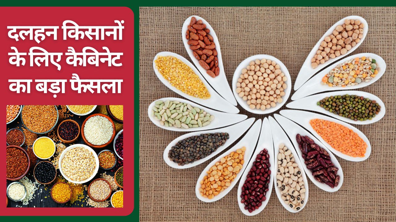 Mp Cabinet Approves Rs 2442 Crore For Pulses Mission To Increase Chana Moong Arhar Urad Production