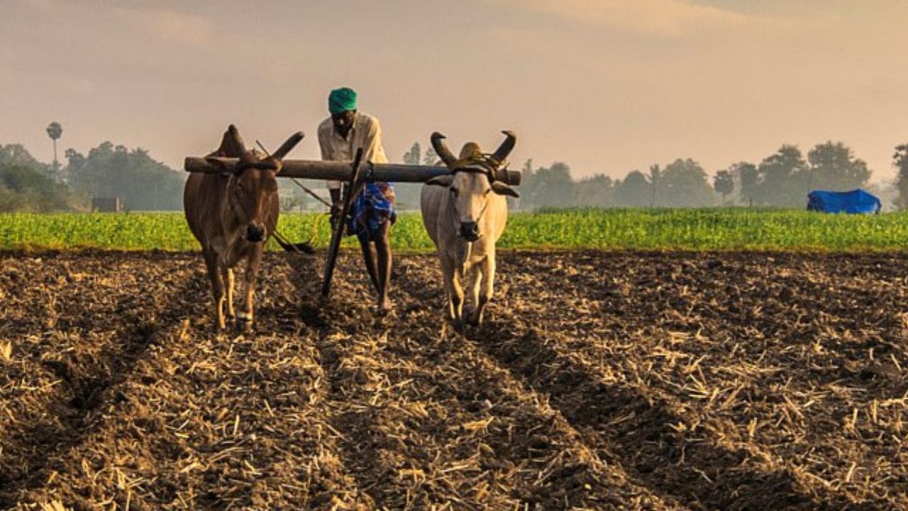 Paddy Sowing Reduces Acreage Area 9 Summer Crops Acreage Increased And Two Crops Decline