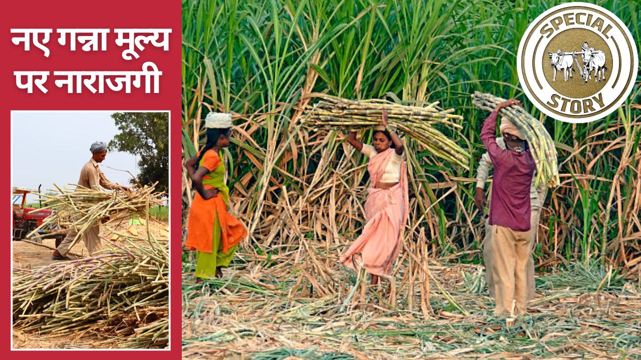 Centre Hiked Sugarcane Prices But Farmers Still Upset They Wanted To Hike Price Up To Rs 400 Per Quintal Check Highest Sugarcane Frp States