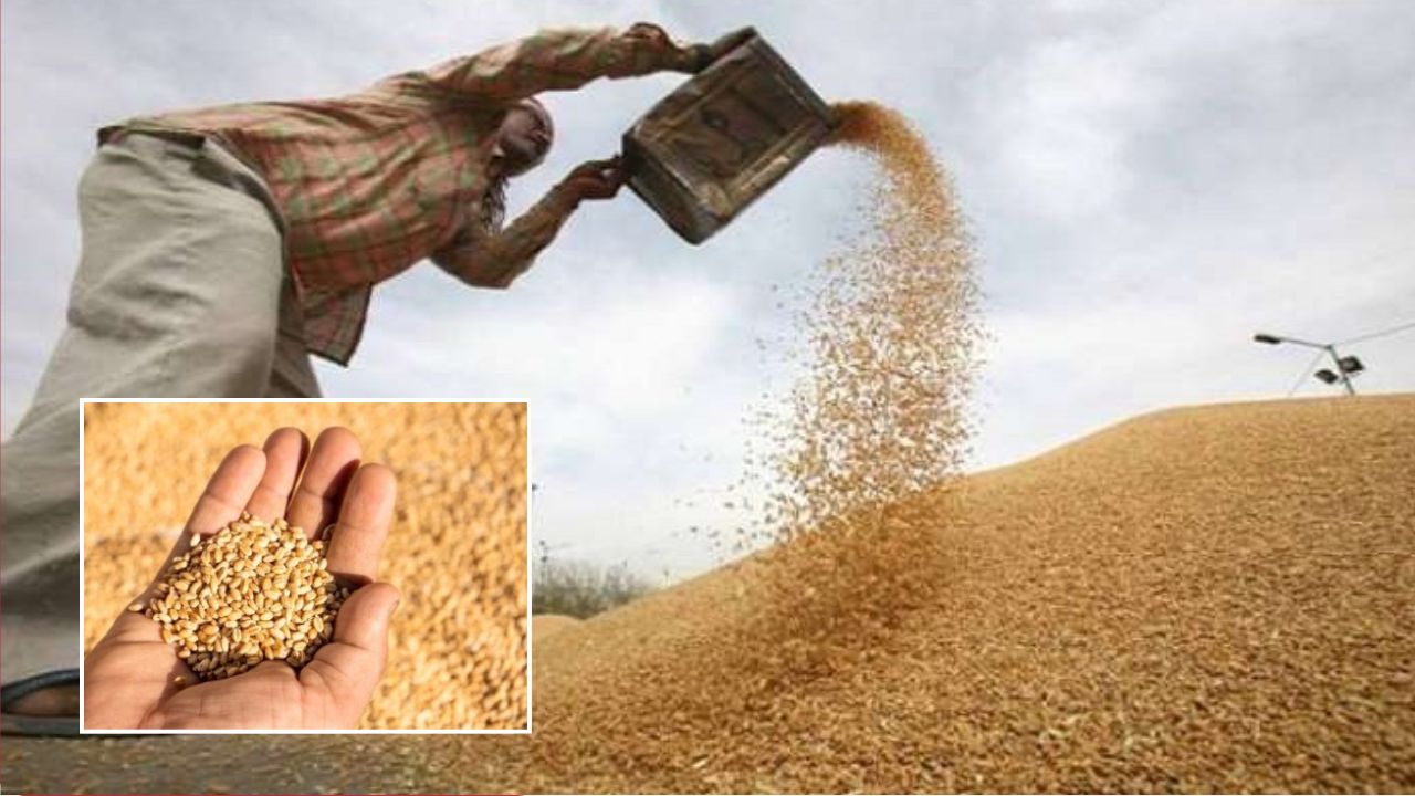 Over Rs 10000 Crore Transfered To 9 38 Lakh Farmers Accounts For Wheat Procurement In Madhya Pradesh