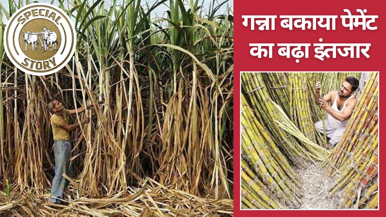 Govt Data Said Sugar Mills Owes Rs 12000 Crore To Sugarcane Farmers Farmer Unions Said Claims Of Payment Failed