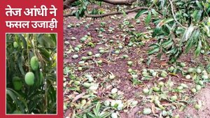 तेज आंधी से आम, नींबू और स्ट्रॉबेरी को भारी नुकसान, लीची किसानों को मुआवजे का इंतजार तेज आंधी से आम, नींबू और स्ट्रॉबेरी को भारी नुकसान, लीची किसानों को मुआवजे का इंतजार