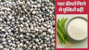 ग्वार कीमतों में लगातार गिरावट से बाजार में हड़कंप, 18 दिन में 120 रुपये लुढ़का भाव ग्वार कीमतों में लगातार गिरावट से बाजार में हड़कंप, 18 दिन में 120 रुपये लुढ़का भाव