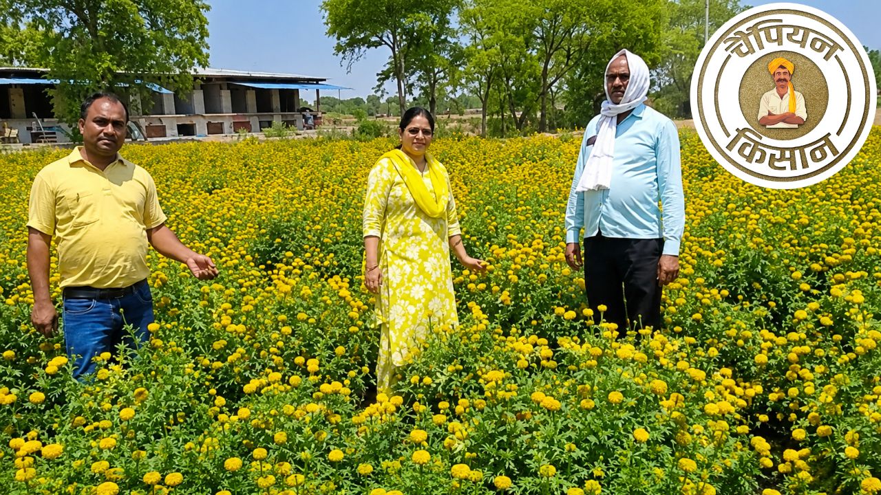 Jaunpur Farmer Ram Sahay Earned Rs 2 Lakhs In Marigold Farming And Invest Just Rs 60000 Marigold Flower