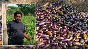 ग्राफ्टिंग तकनीक से बैंगन उगाकर किसान ने कमाए 4 लाख रुपये, अब विधि जानने पहुंच रहे किसान ग्राफ्टिंग तकनीक से बैंगन उगाकर किसान ने कमाए 4 लाख रुपये, अब विधि जानने पहुंच रहे किसान