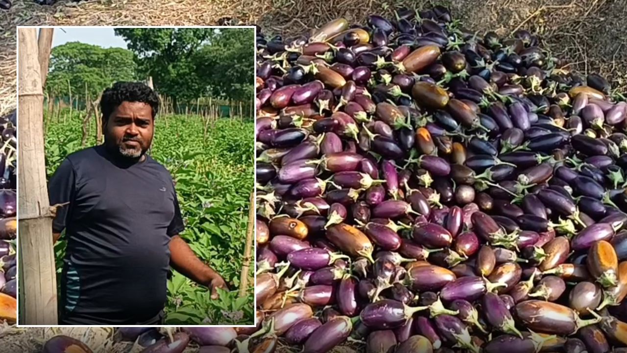 Chhattisgarh Balauda Farmer Love Kumar Johile Earns Rs 4 Lakhs By Growing Brinjal Using Grafting Technique