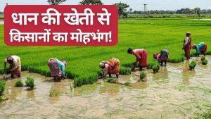 चावल की खेती घटी.. जायद सीजन की फसलों का रकबा बढ़ा, जानें दलहन-तिलहन की बुवाई आंकड़े चावल की खेती घटी.. जायद सीजन की फसलों का रकबा बढ़ा, जानें दलहन-तिलहन की बुवाई आंकड़े