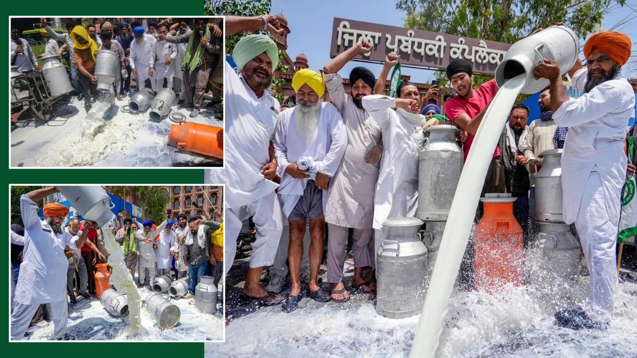 Dairy Farmers Protest Against Synthetic Milk Trade By Adulterator In Amritsar Punjab