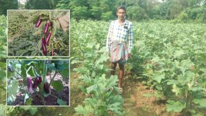 ग्राफ्टेड बैगन की खेती से रिकॉर्ड 155 क्विंटल उत्पादन, किसान ने मॉडर्न तरीके से पाया लाखों का मुनाफा ग्राफ्टेड बैगन की खेती से रिकॉर्ड 155 क्विंटल उत्पादन, किसान ने मॉडर्न तरीके से पाया लाखों का मुनाफा