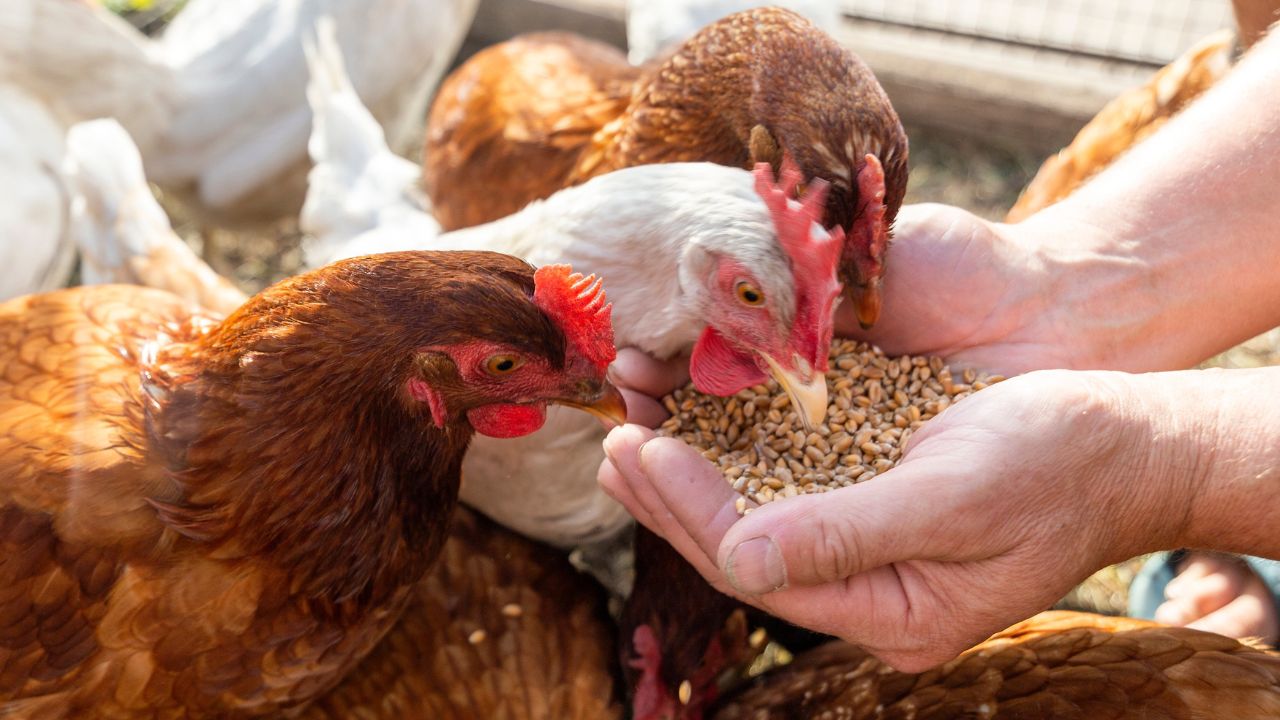 Rising Feed Costs May Hike Eggs Chicken And Aquaculture Products To More Expensive Poultry Fisheries Sector Already Under Pressure Due To Heatwave