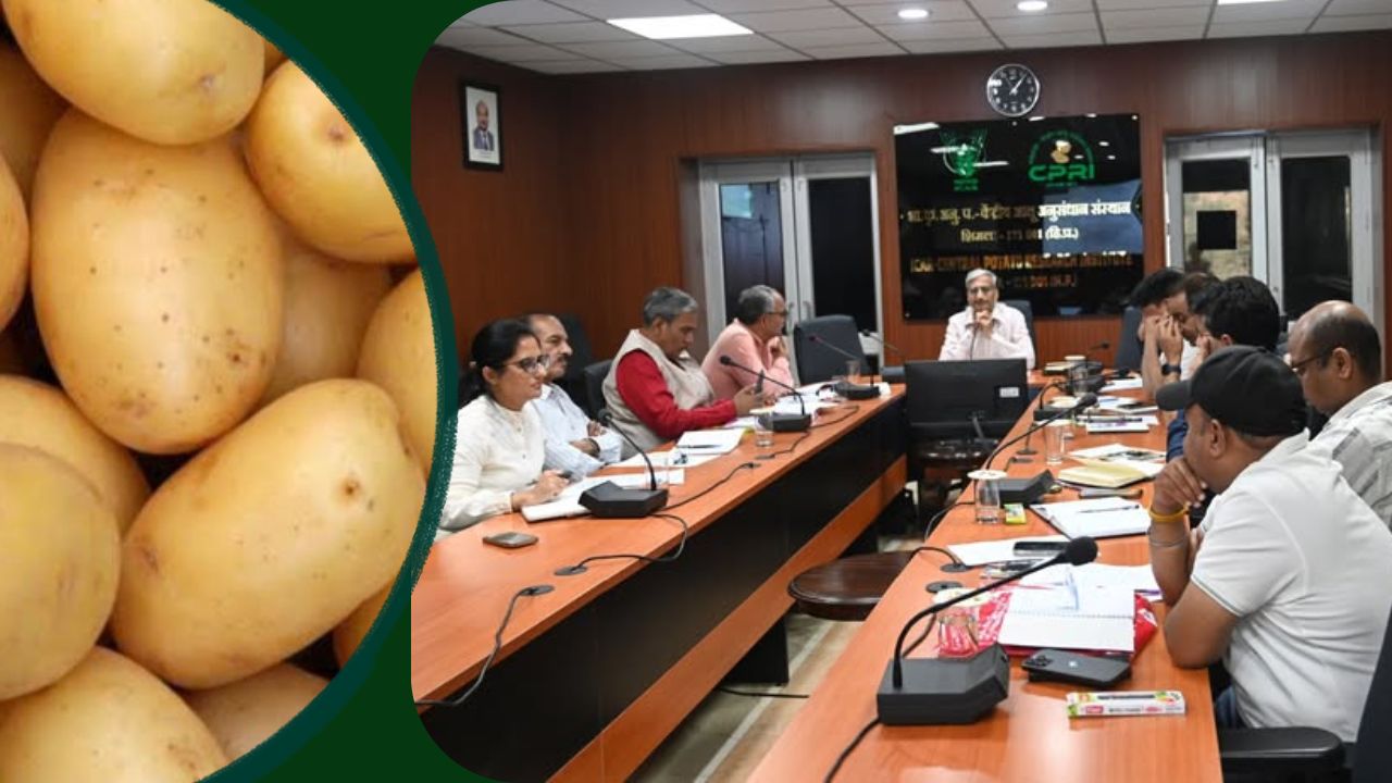 Govt Potato Research Institute Approved Kufri Bahar Potato Variety Seed Multplication For Tissue Culture Method