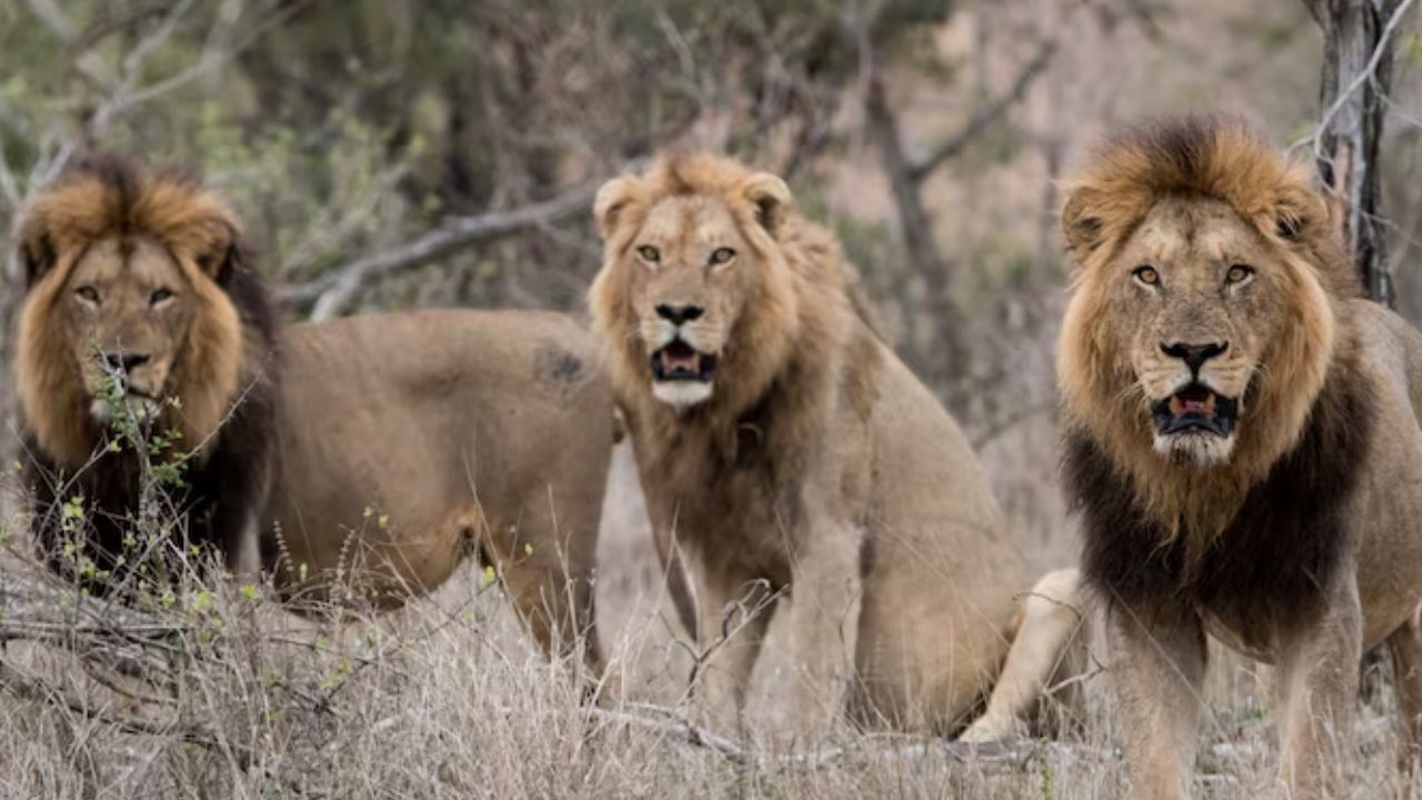 5 Lions Dead In Gujarat Gir 2 Cubs Succumb To Suspected Viral Infection Babesia Virus Govt Said No Outbreak
