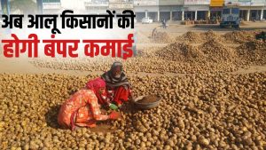 UP में MSP पर आलू की सरकारी खरीद शुरू, इतने रुपये क्विंटल किसानों को मिल रहा भाव UP में MSP पर आलू की सरकारी खरीद शुरू, इतने रुपये क्विंटल किसानों को मिल रहा भाव