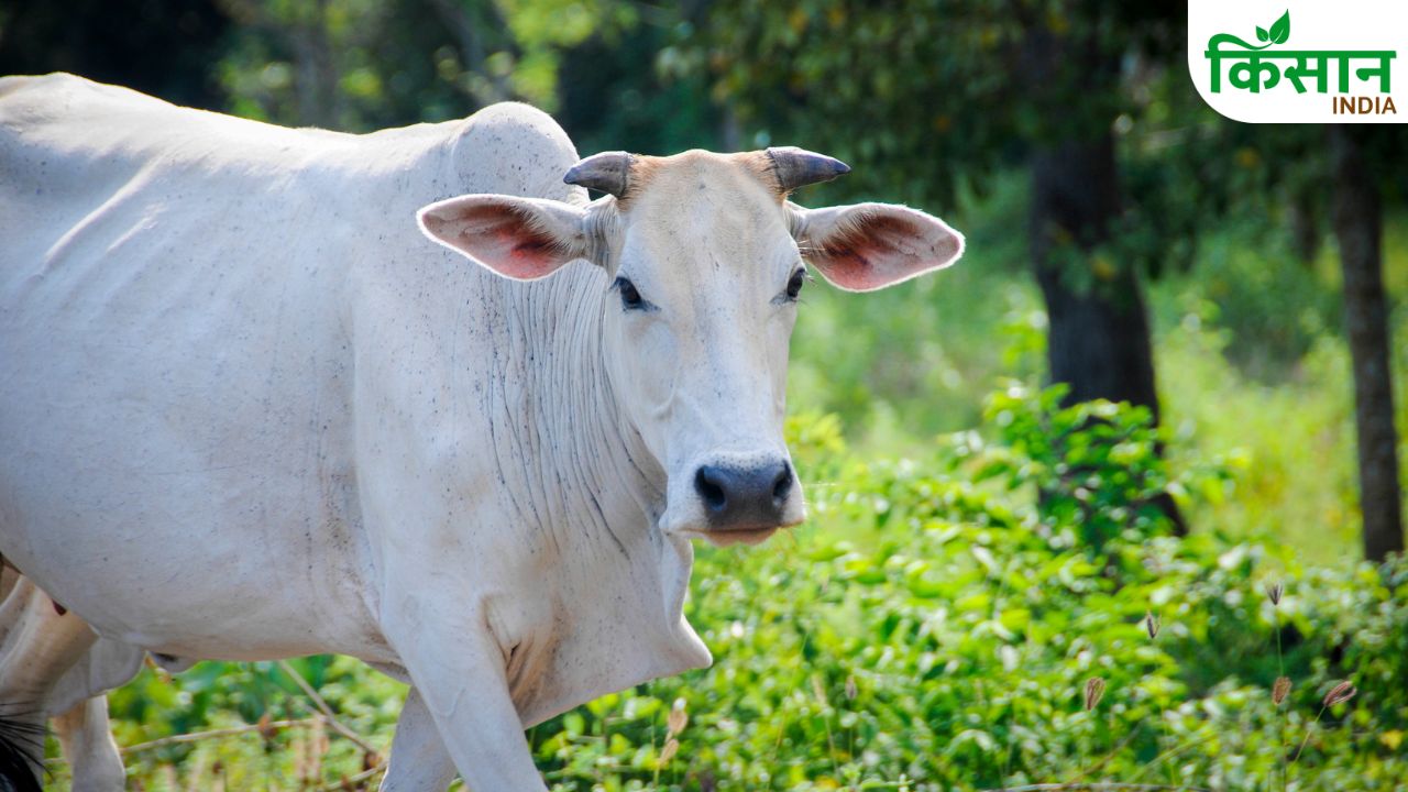 How To Protect Cattle From Heatwave And Heat Stress In Summer