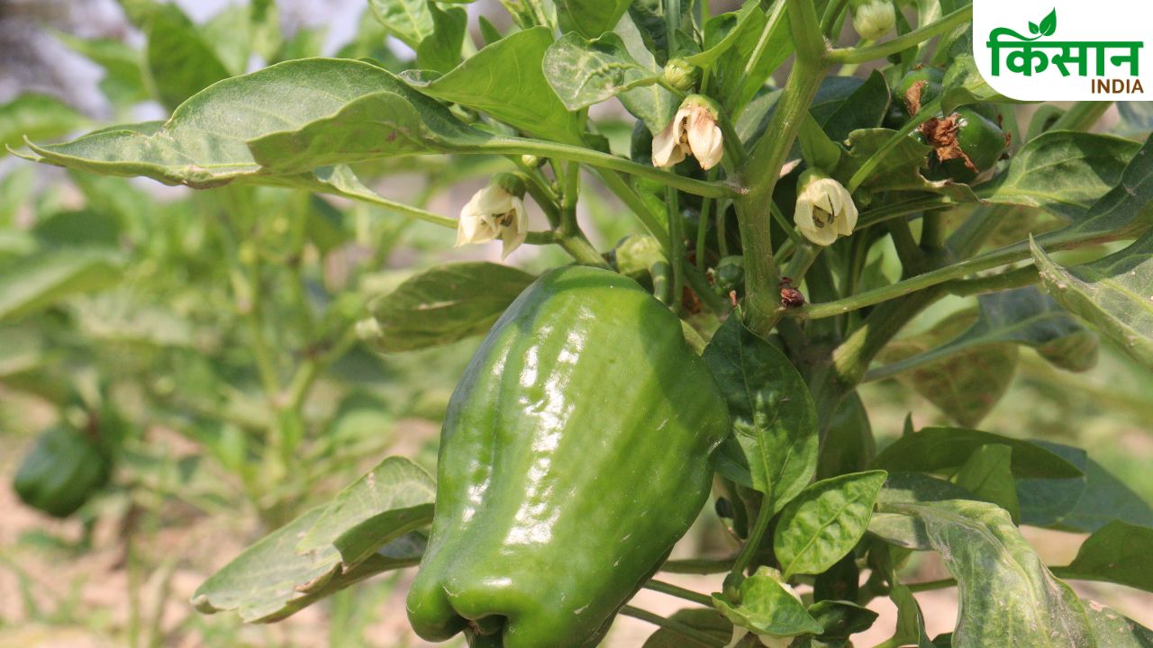 Capsicum Farming Profit Business Idea For Farmers In Kharif Season