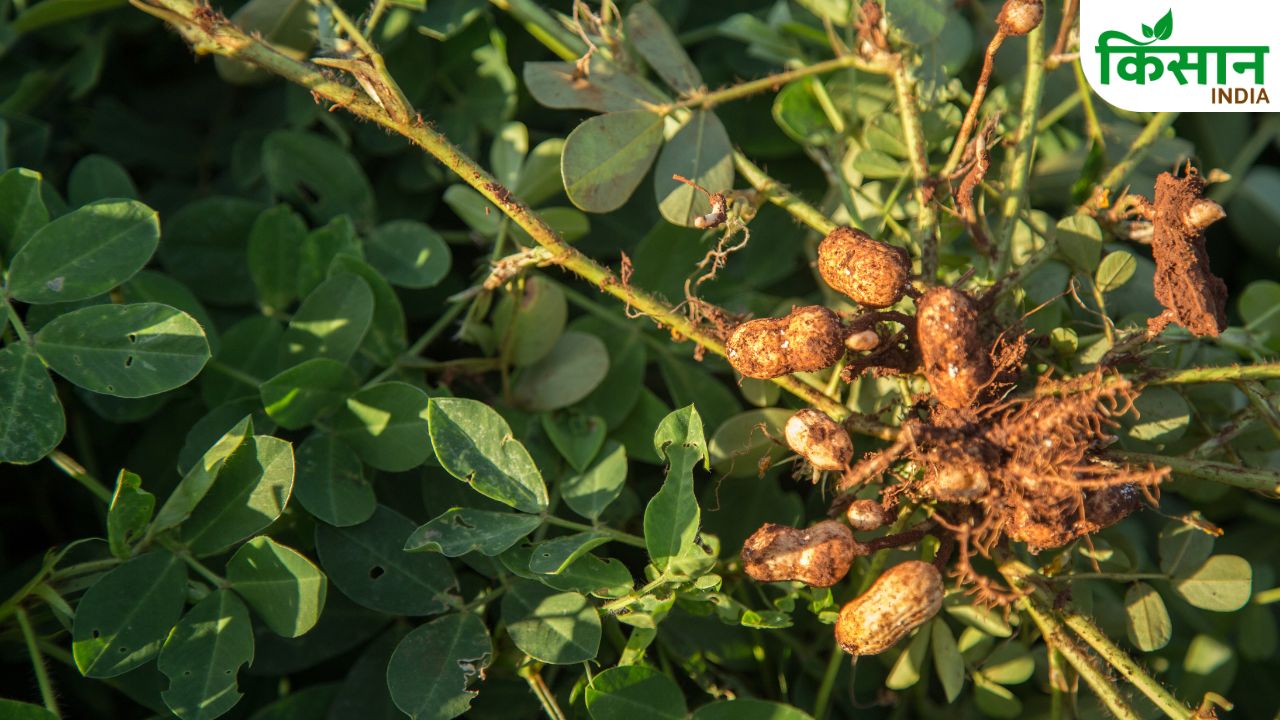 Peanut Farming Right Time And Scientific Methods For Bumper Production