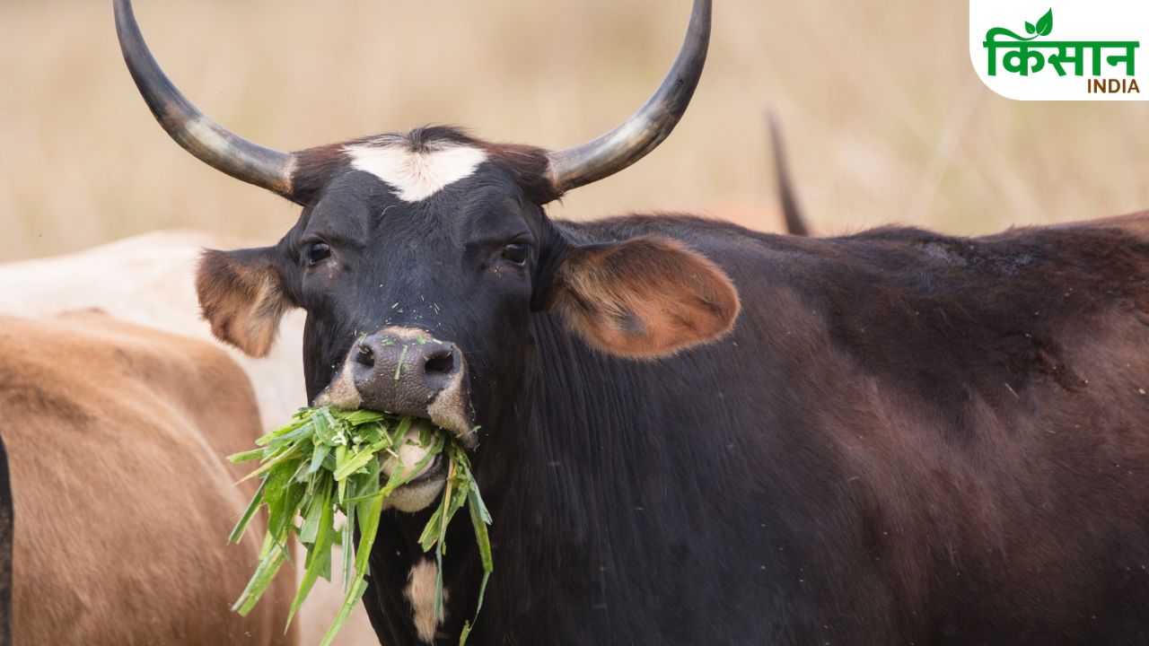 Animal Health Mineral Mixture Benefits For Milk Production And Strong Livestock