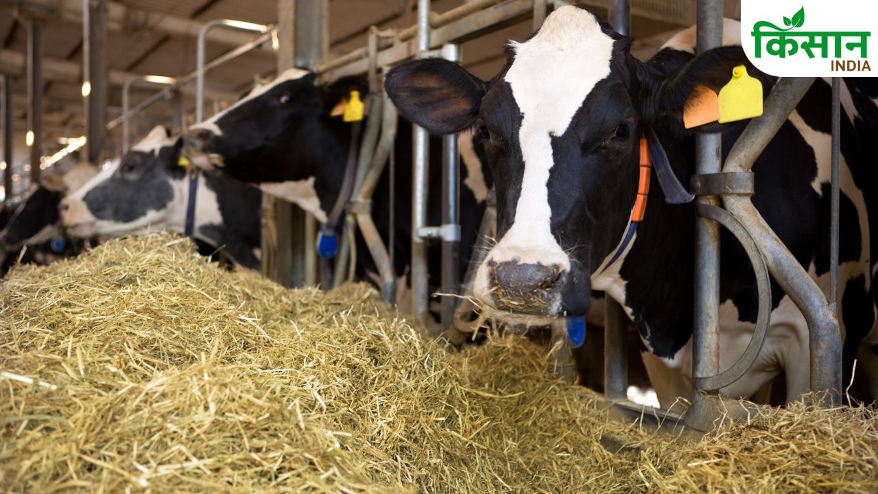 How To Heck Cattle Health Without Machine Simple Dairy Farming Method