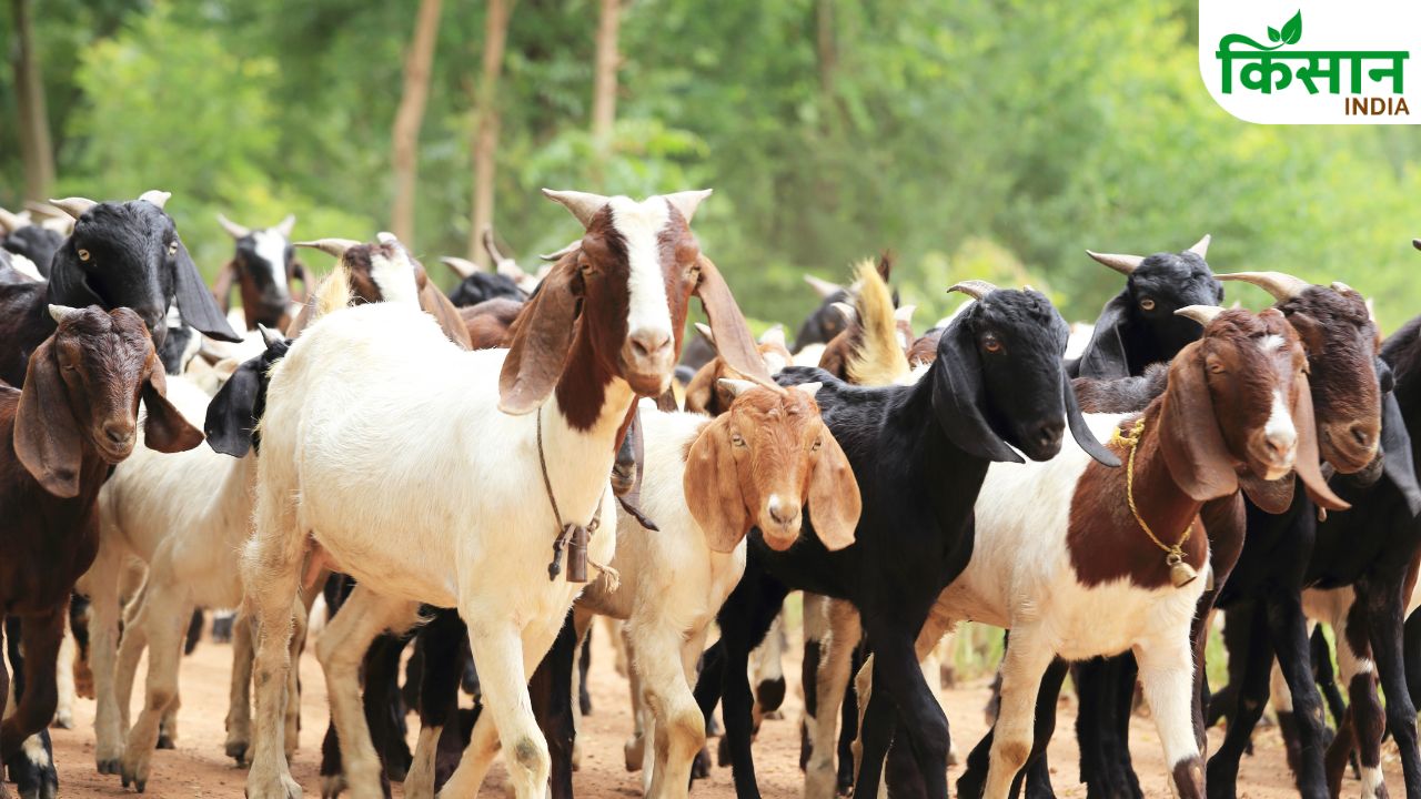 Goat Farming Scheme Up Government 90 Percent Subsidy 6000 Investment