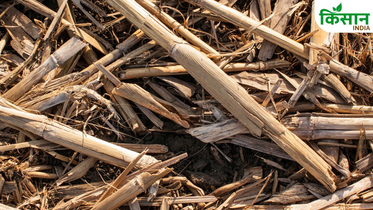 Parali Management Benefits Natural Fertilizer Farming Tips For Farmers
