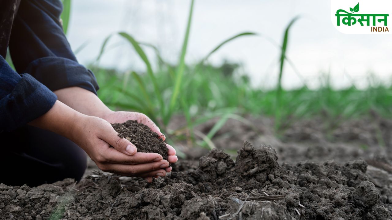 Soil Testing Before Paddy Farming Can Increase Crop Yield And Farmer Profit