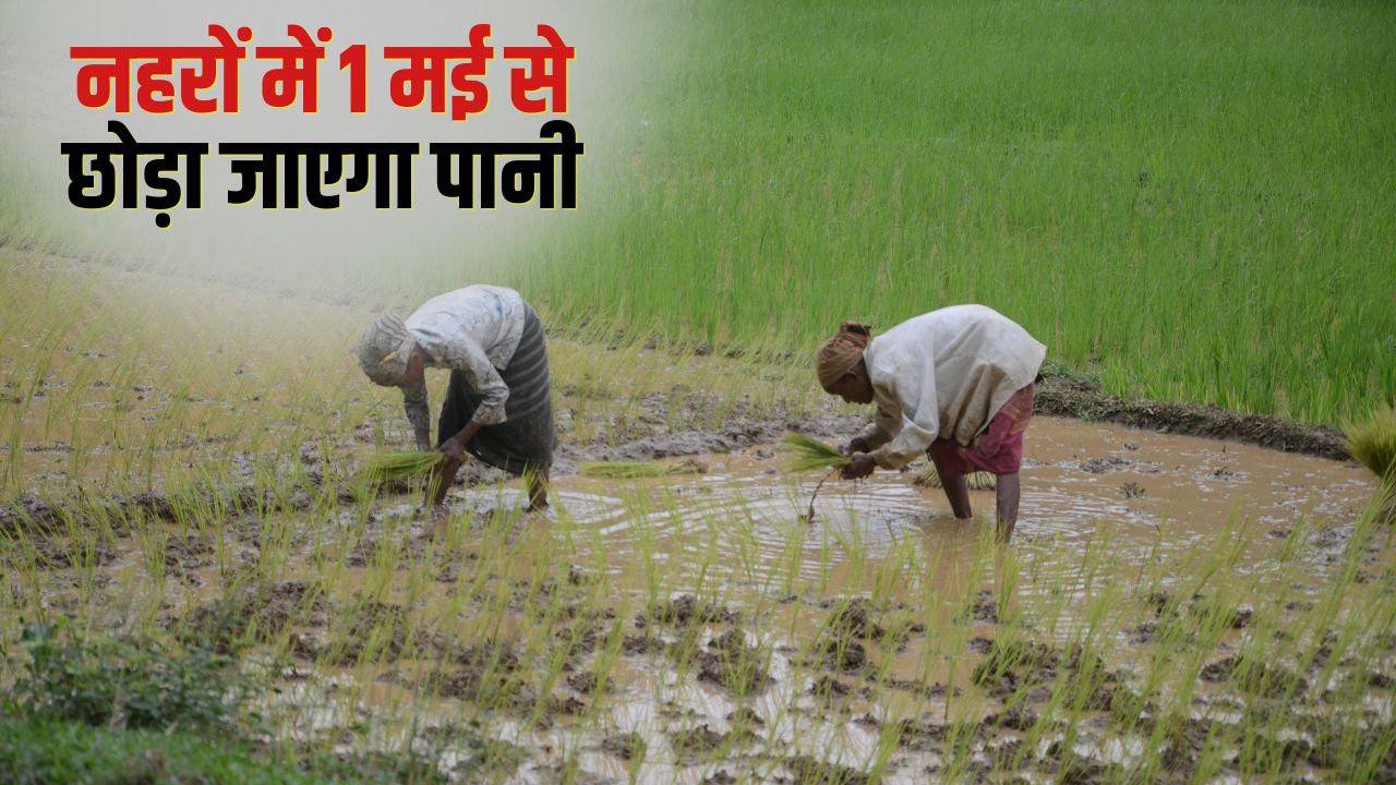 Punjab Government Announces Dates For Paddy Sowing In Four Phases Punjab Paddy Farming