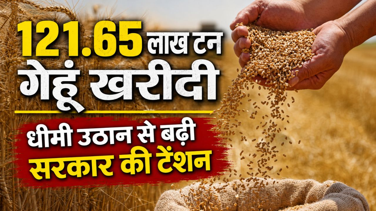 Punjab Wheat Procurement 2306 Procurement Centers Closed