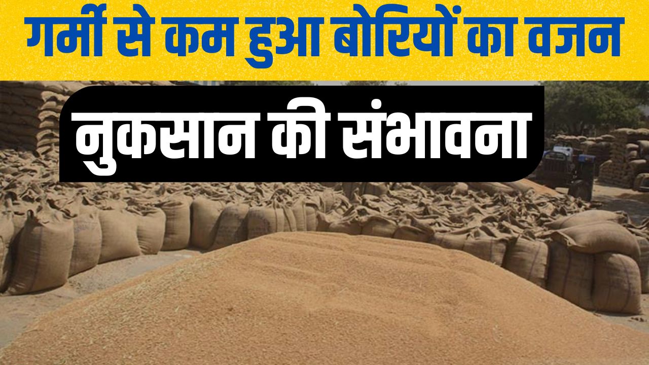 Punjab Wheat Procurement Delays In Wheat Lifting Fazilka District
