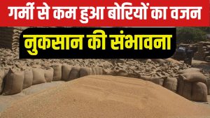 गेहूं उठान में देरी ने बढ़ाई टेंशन, मंडियों में 1 किलो तक कम हुआ बोरियों का वजन