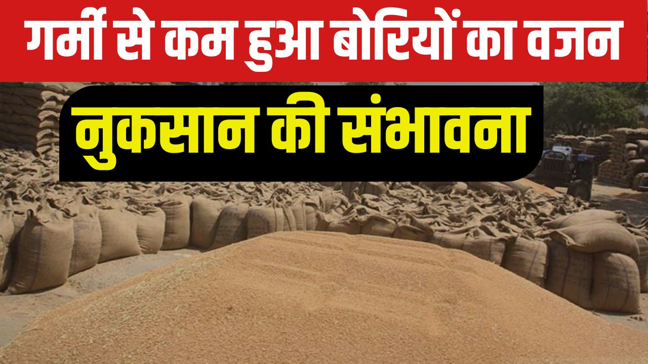 Punjab Wheat Procurement Delays In Wheat Lifting Fazilka District