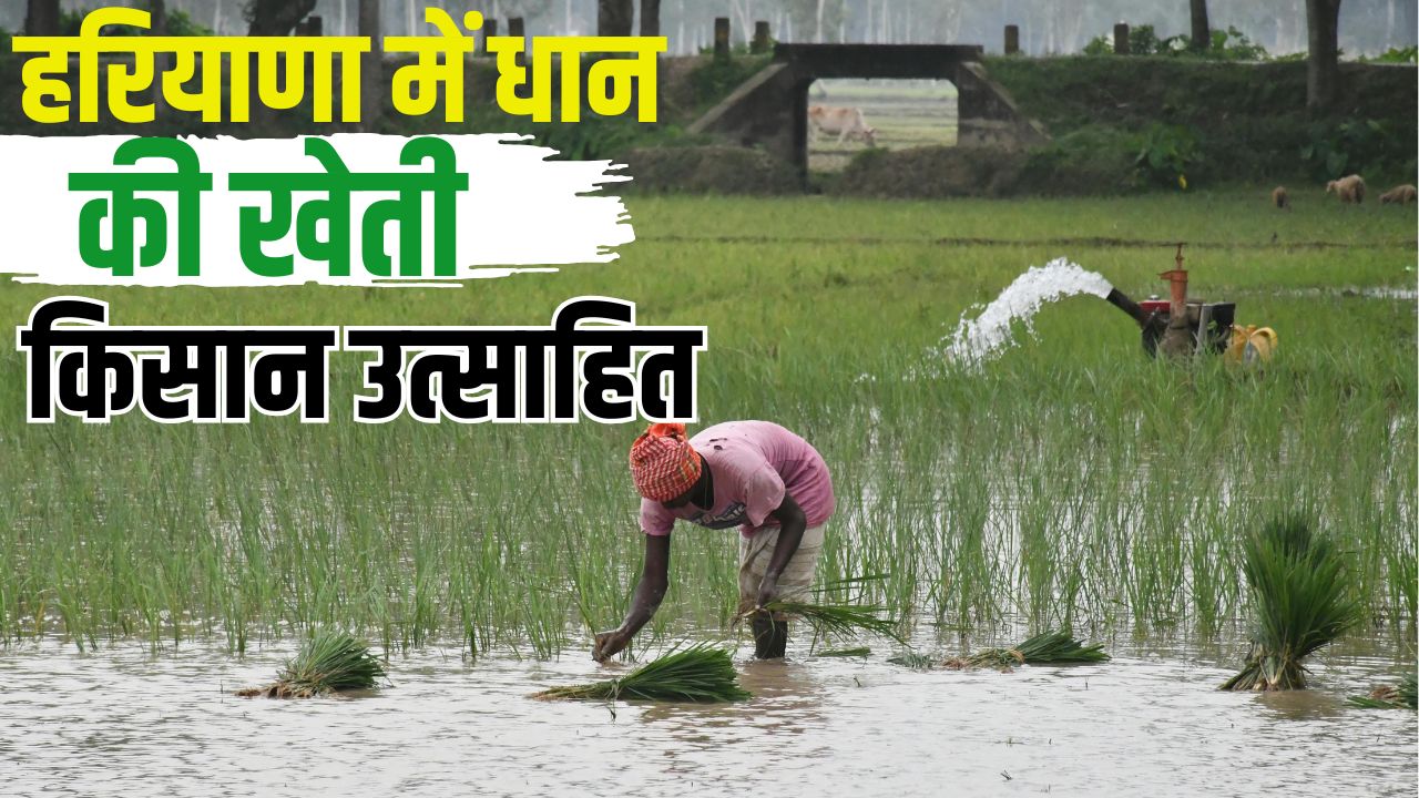 Pr Varieties Demand Has Declined In Haryana Farmers Planting Pusa Basmati 1509