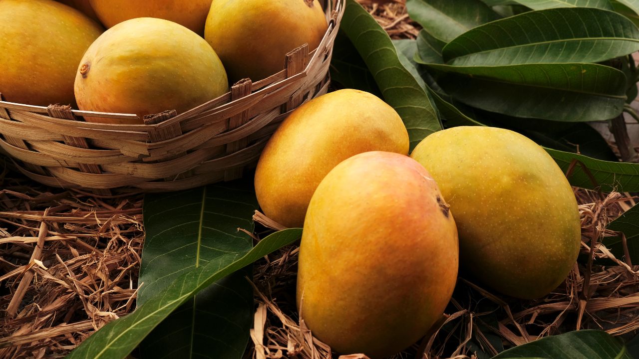 Unique Rare Mango Varieties In World From Kohitur To Black Mango Know About These 4 Special Mango Types