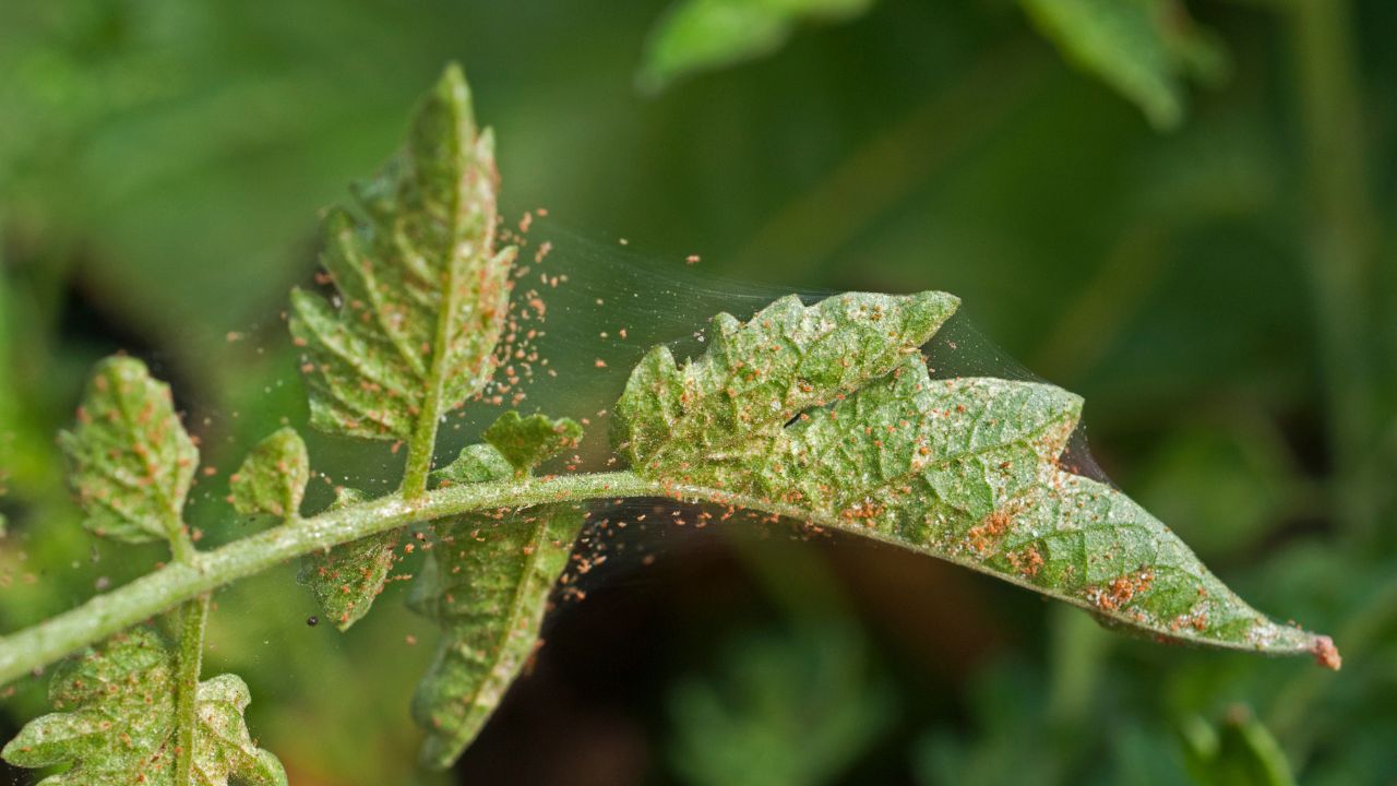 Red Spider Mite Control Tomato Cucumber Pumpkin Pest Management Agriculture Disease Prevention Organic Crop Protection Farming Tips